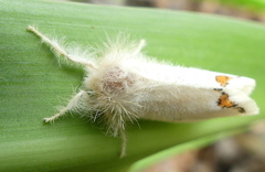 Euproctis haemodetes