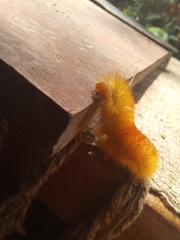 Lophocampa annulosa
