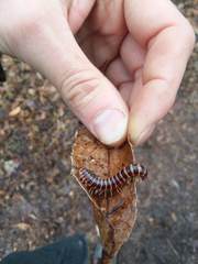 Semionellus placidus