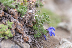 Dracocephalum palmatum