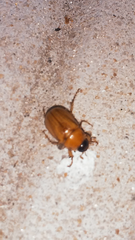 Cyclocephala putrida