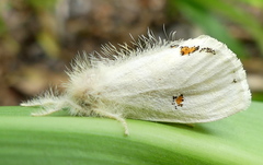 Euproctis haemodetes