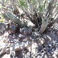 Euphorbia nesemannii