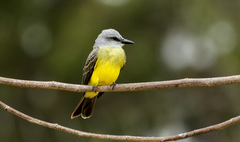 Tyrannus melancholicus