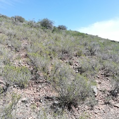 Euphorbia nesemannii