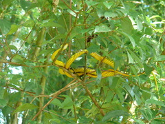 Chironius carinatus