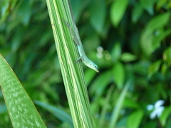 Anolis trinitatis