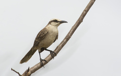 Mimus saturninus