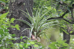 Tillandsia parryi