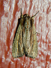 Apamea verbascoides