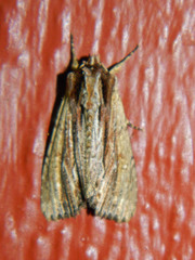 Apamea verbascoides