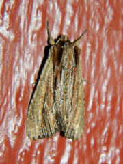 Apamea verbascoides