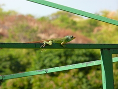 Anolis trinitatis