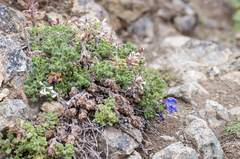 Dracocephalum palmatum