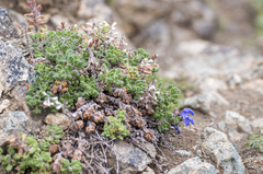 Dracocephalum palmatum