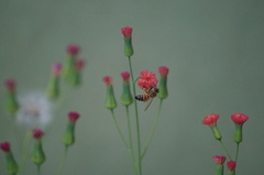 Apis mellifera