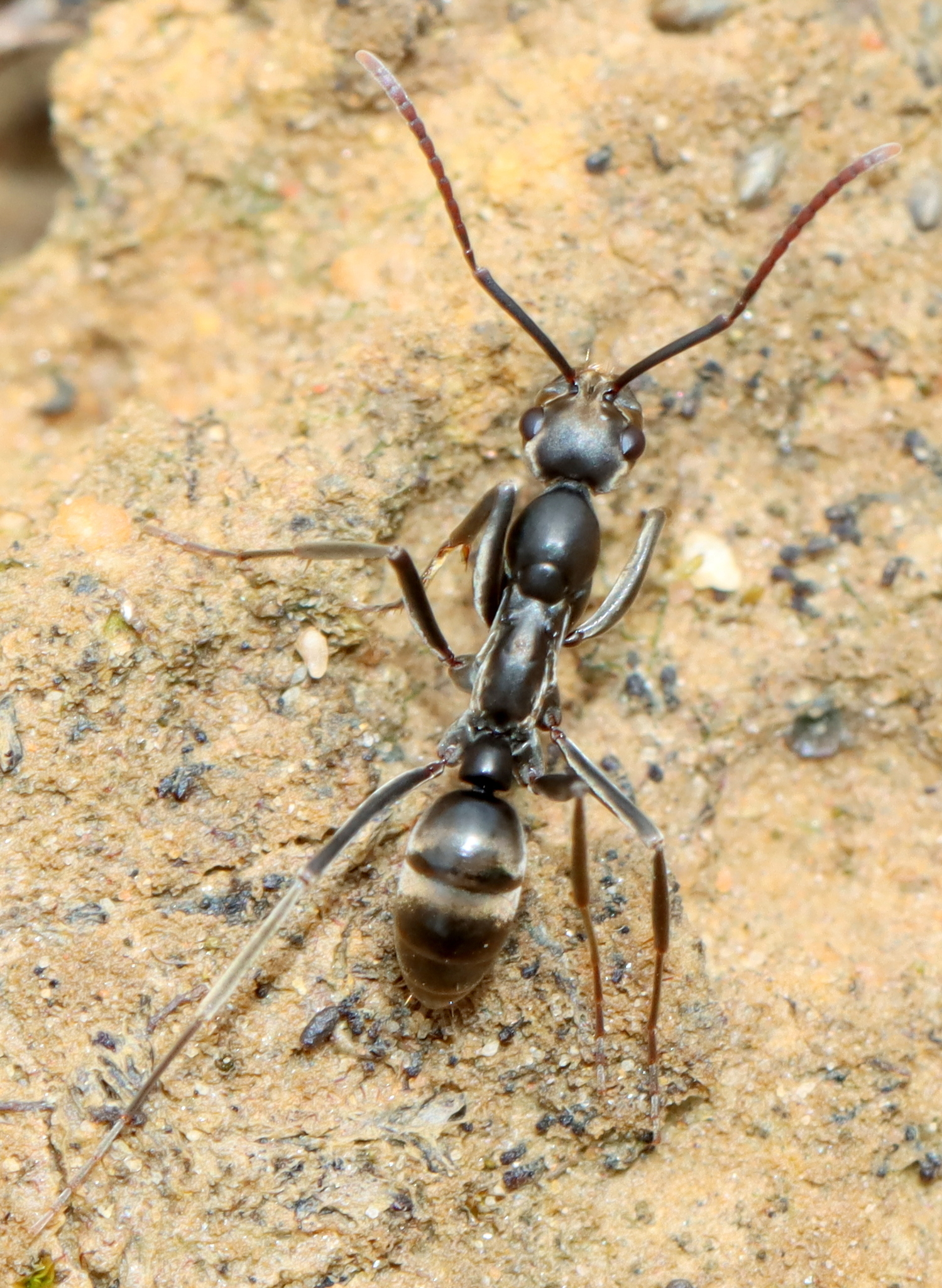 Ophthalmopone hottentota