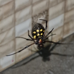 Nephilingis cruentata