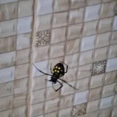 Nephilingis cruentata