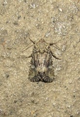 Lacinipolia circumcincta