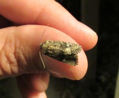 Lacinipolia circumcincta