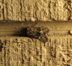 Lacinipolia circumcincta