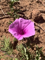 Ipomoea oblongata