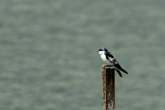 Tachycineta albiventer