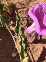 Ipomoea oblongata