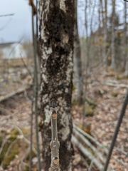 Fraxinus nigra image