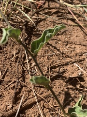 Ipomoea oblongata