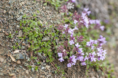Thymus reverdattoanus