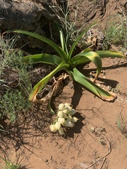 Crinum stuhlmannii delagoense