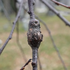 Contarinia cerasiserotinae