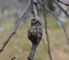 Contarinia cerasiserotinae