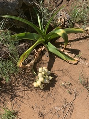 Crinum stuhlmannii delagoense