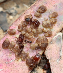 Pheidole tenuinodis