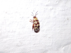 Alagoasa jacobiana