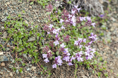 Thymus reverdattoanus