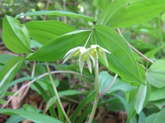 Disporum smilacinum