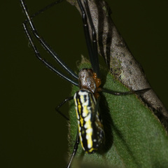 Trichonephila fenestrata