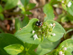 Chinavia erythrocnemis