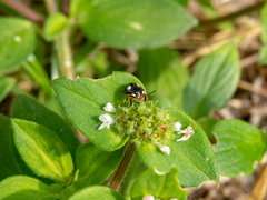 Chinavia erythrocnemis