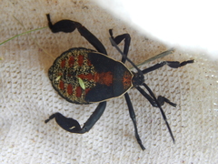 Petascelis remipes
