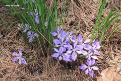 Iris rossii