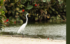 Ardea alba