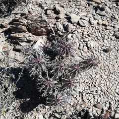 Euphorbia pillansii