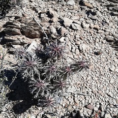 Euphorbia pillansii