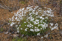 Eremogone tschuktschorum