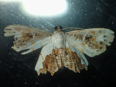 Europlema
